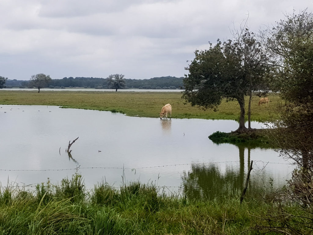 Lac de grand lieu