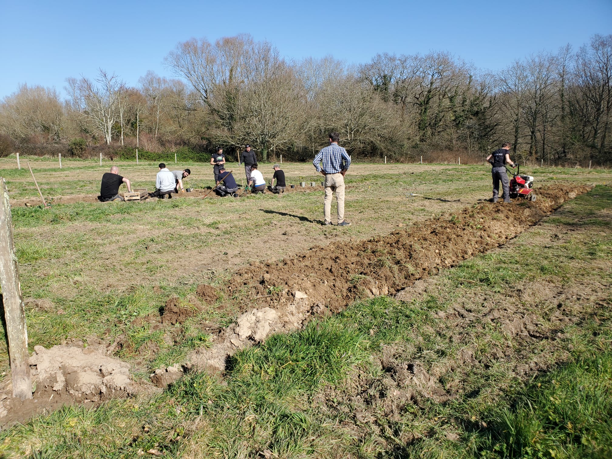 Plantation de Camélias