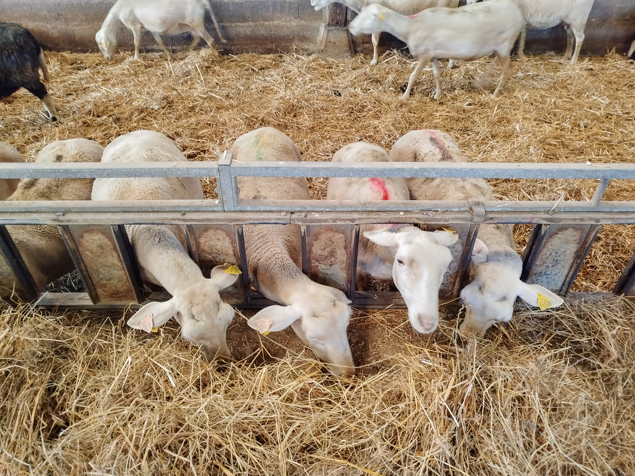 Sortie EATDD : découverte d’une ferme bio à Vigneux