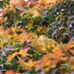 Vente d'automne 2026